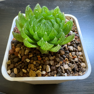 纓水晶
