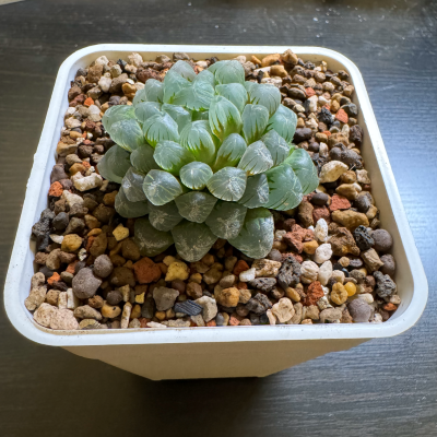 姬玉露